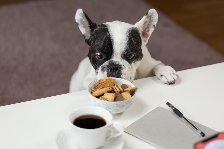 Celebrate Dog Biscuit Appreciation Day with Barkery!