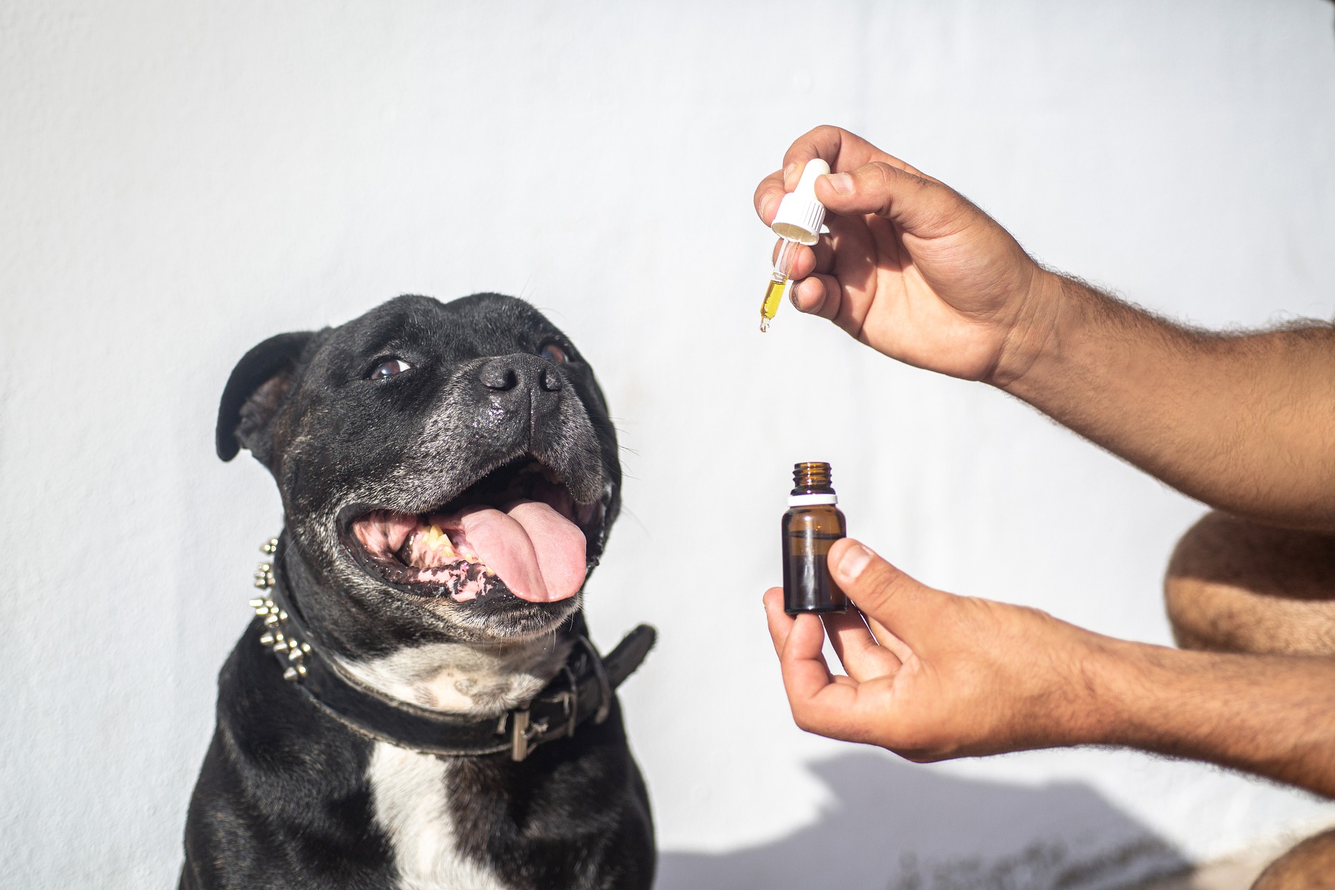 How CBD Can Help Your Pet During the Winter Months