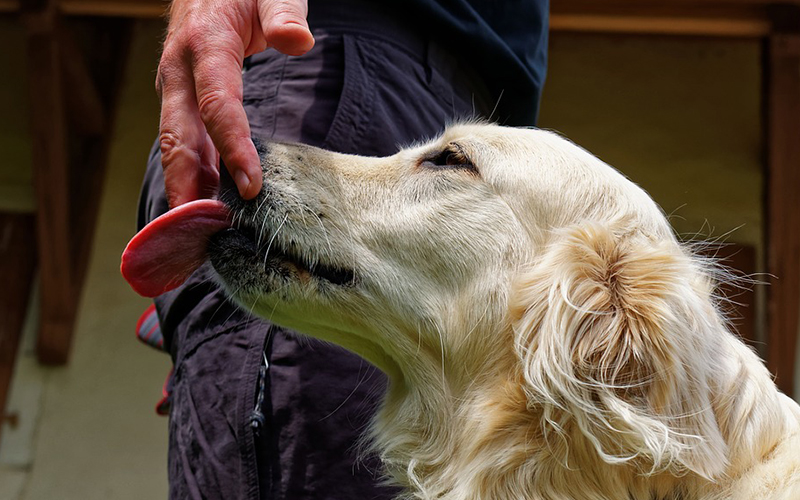 5 Reasons Why Your Dog Loves to Lick