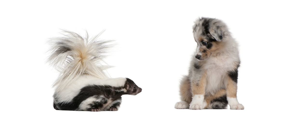 What To Do When Your Dog Gets Skunked